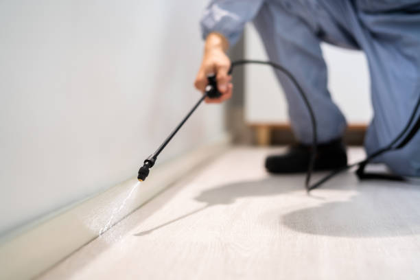 Flea Control Services in Rouses Point, NY