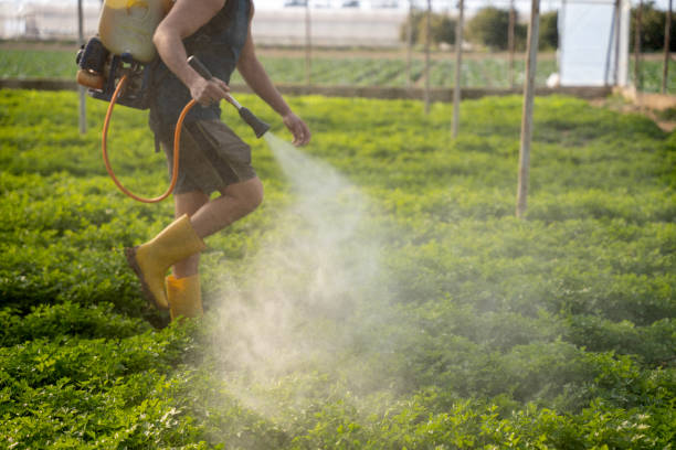 Trusted Rouses Point, NY Pest Control Experts