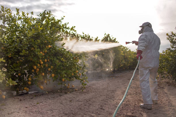 Best Local Pest Control Services  in Rouses Point, NY