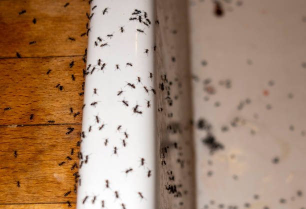 Best Commercial Pest Control Services  in Rouses Point, NY