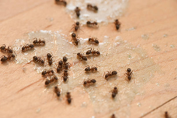 Best Pest Inspection Near Me  in Rouses Point, NY